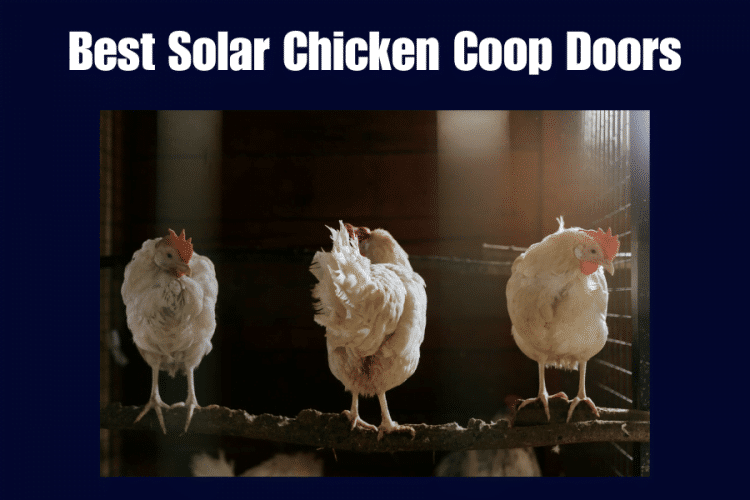 Best Solar Chicken Coop Doors